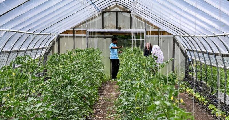 Schenectady County Native Plant Sale: Why Native Plants Matter