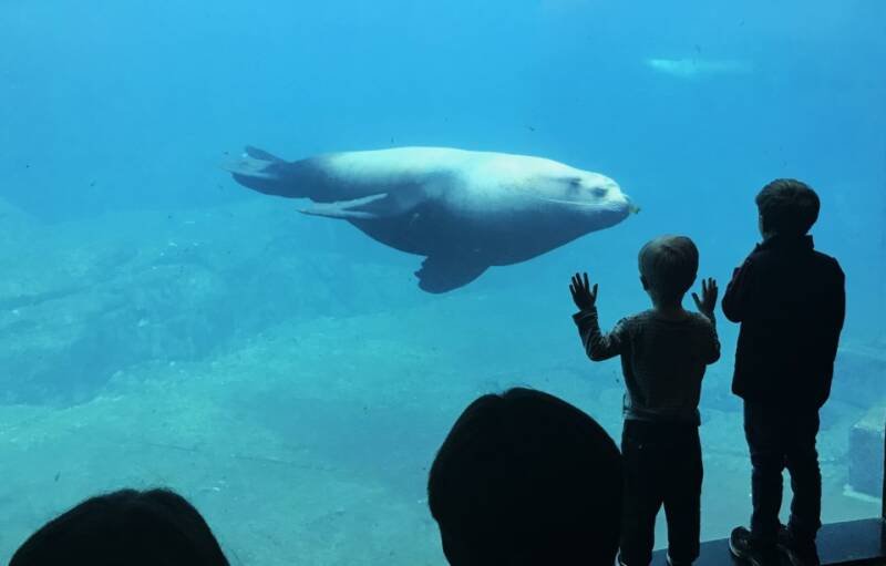 Vancouver Aquarium Expansion: New Habitat & Underwater Tunnel Proposed