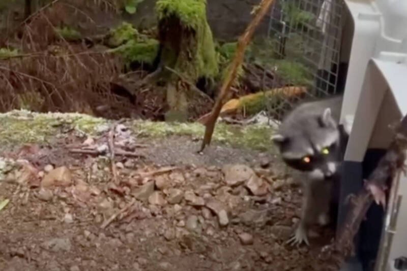 Raccoon Rescue: Recovered Raccoons Released Back to the Wild in British Columbia
