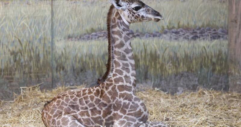 Toronto Zoo's Baby Giraffe Named Imara: A Story of Strength and Resilience