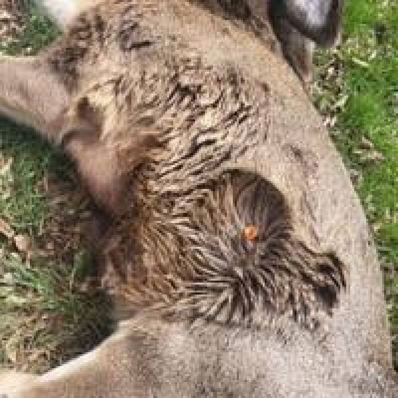 Mule Deer Fawn Killed in Roundup: Why This Matters & What's Next