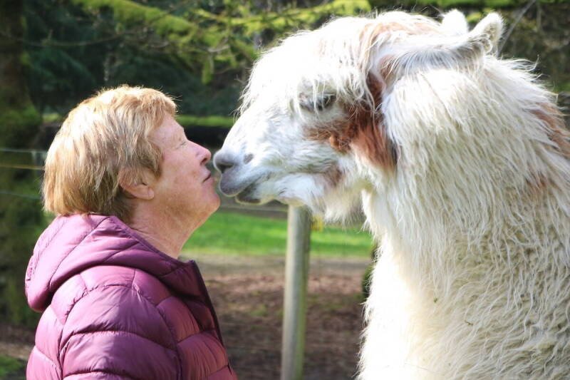 Vancouver Island Couple's Llama Love: A Mini Secret to Long Marriage