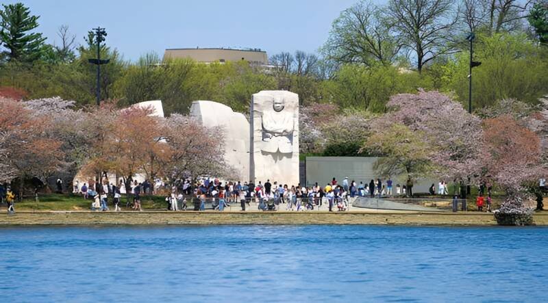 Cherry Blossoms Bloom: A Wake-Up Call for Climate Action