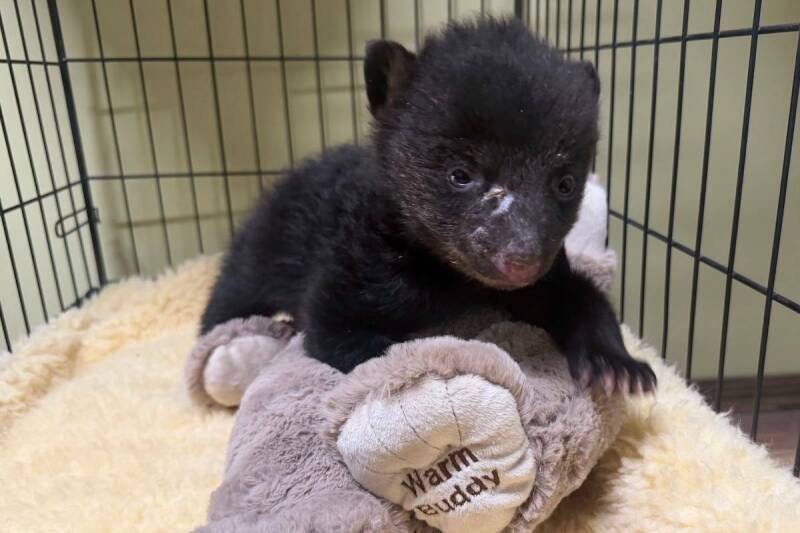 Bear Cub Rescue: Jelly's Story and What it Means for Wildlife Conservation