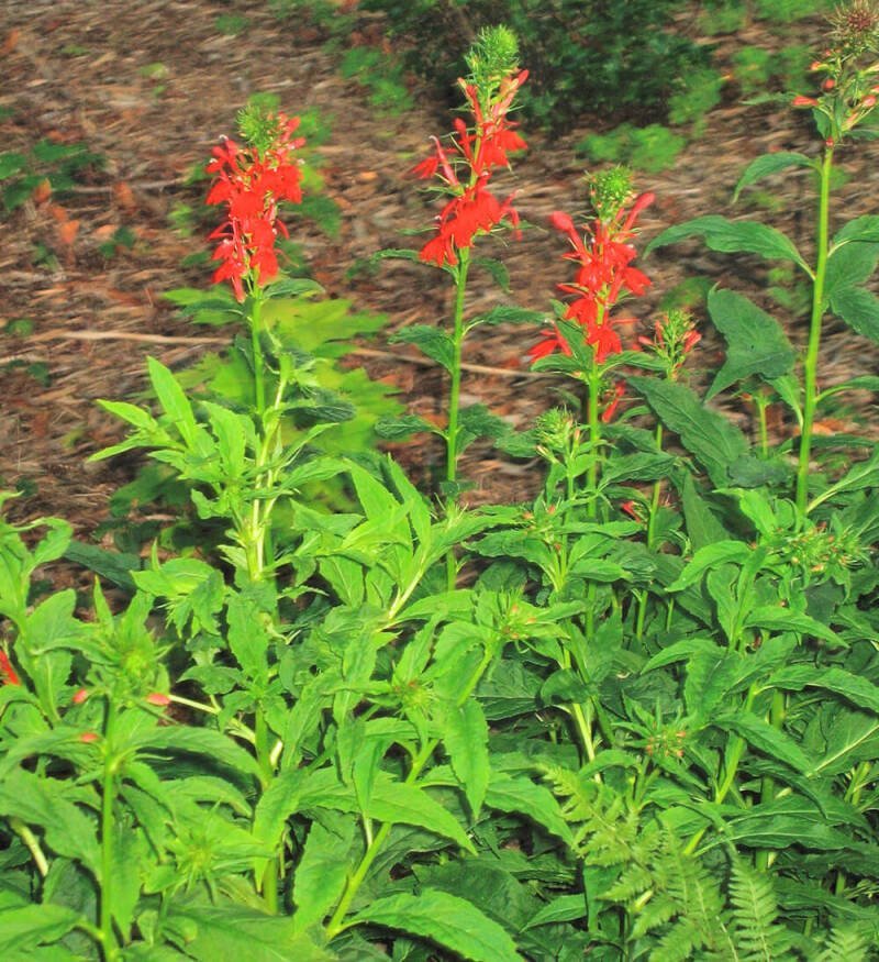 Invasive Plants in Your Garden: Why You Should Care