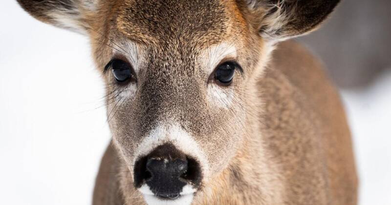 Erie County Poised to Allow Young Hunters: What It Means