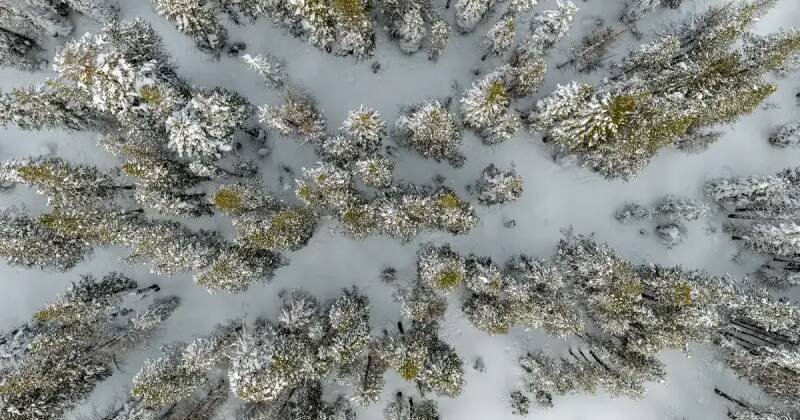 California's Snowpack Crisis: What it Means for Wildfires