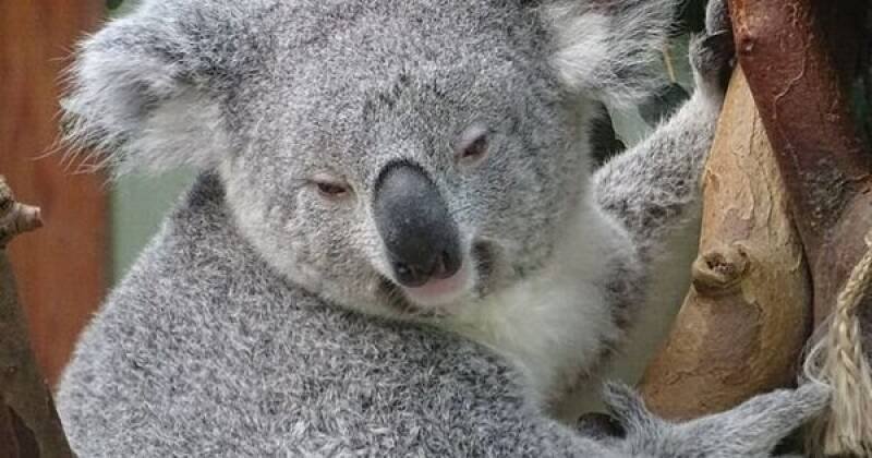 Australian Wildlife Cruelty Crisis: New Laws Needed Now