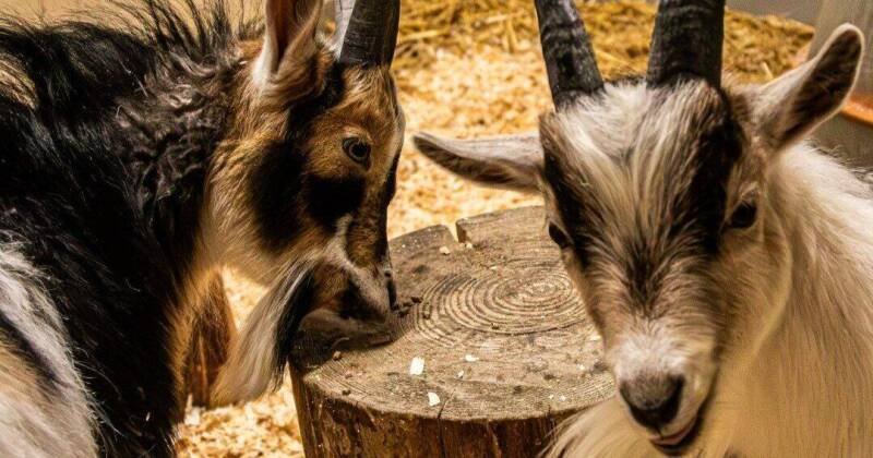 Toronto Zoo Welcomes Huey and Dewey: Two Adorable Goat Ambassadors
