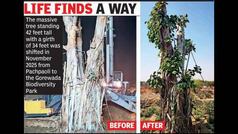 Ancient Banyan Tree Thrives After Historic Transplant in India