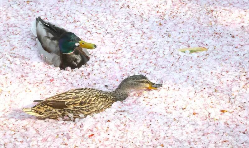 Cherry Blossom Petals Create Pink Paradise on Kyoto's Philosopher's Path