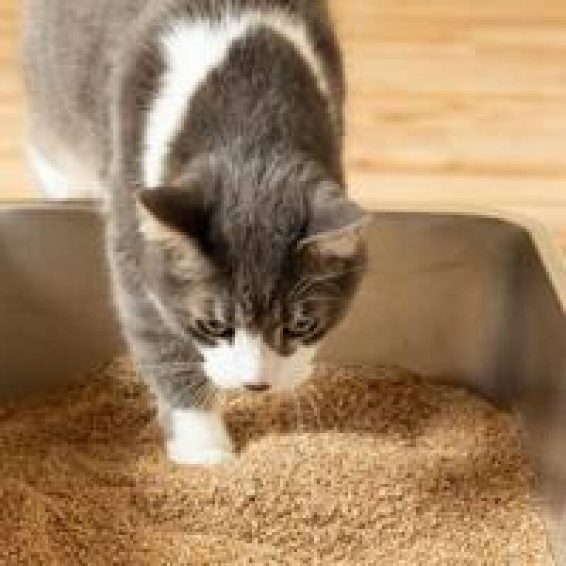 Reduce Your Cat's Carbon Footprint: Earth Day Tips for Eco-Conscious Cat Owners