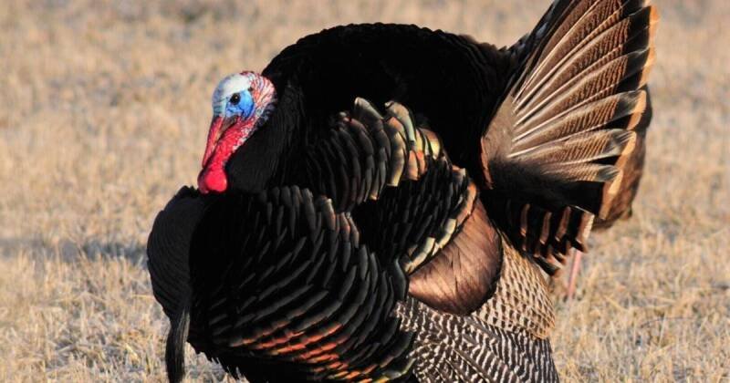 Iowa Turkey Hunting: Pre-Season Scouting for Hunter Success