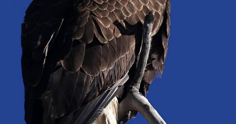 Nature Photography Ethics: Capturing Stunning Images Responsibly