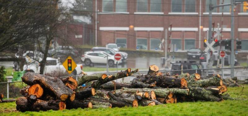 Trees Felled for CFB Esquimalt Housing: What It Means for the Community