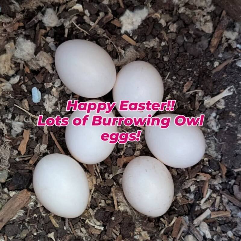 Burrowing Owls Hatching in Oliver BC: A Conservation Success Story