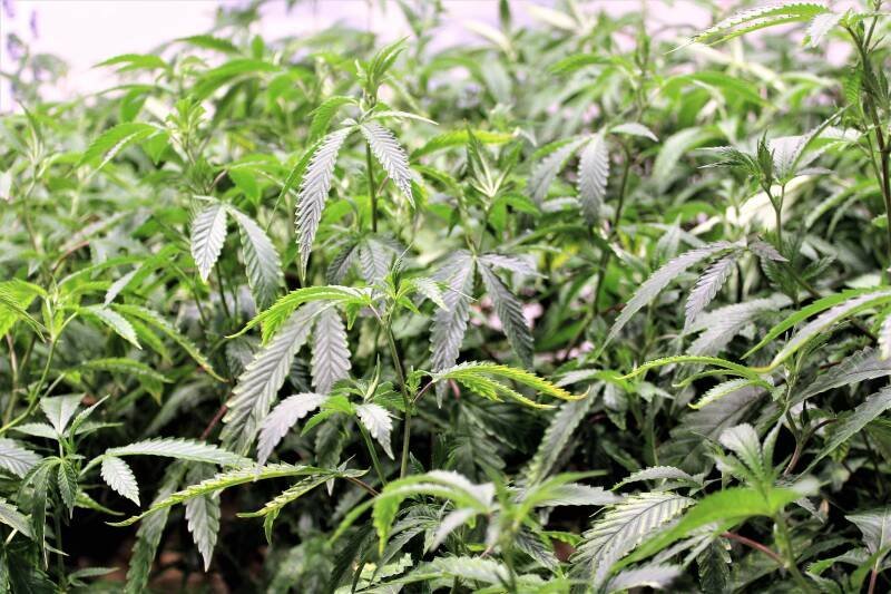 Lower Township NJ Considers New Cannabis Store: What it Means