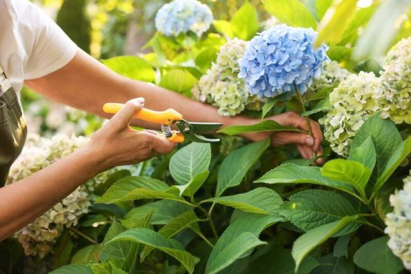 Hydrangea Pruning: Key Tips for Spring Success - Don't Make This Mistake!