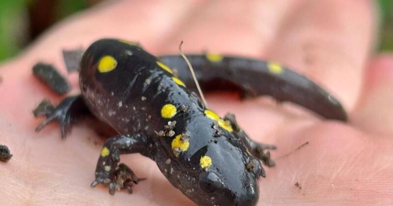 Wildlife Crossings in New Hampshire: A Ray of Hope for Amphibians and Reptiles