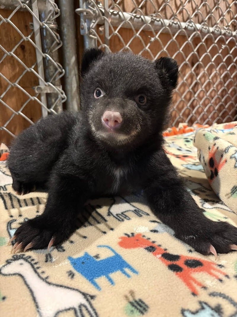 Orphaned Bear Cubs Rescued: A Second Chance for Wildlife