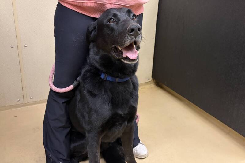 Finn the Dog's Search for a Home: Why It Matters