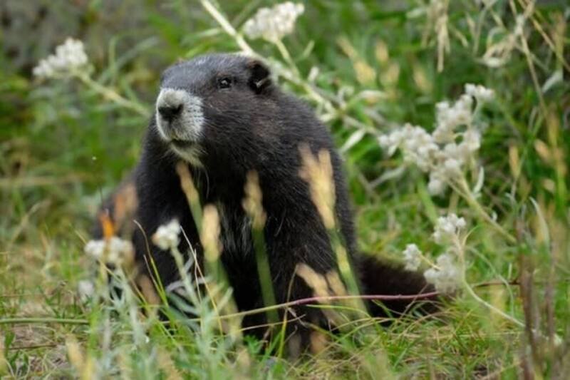 Gob the Marmot Returns to the Wild: A Second Chance