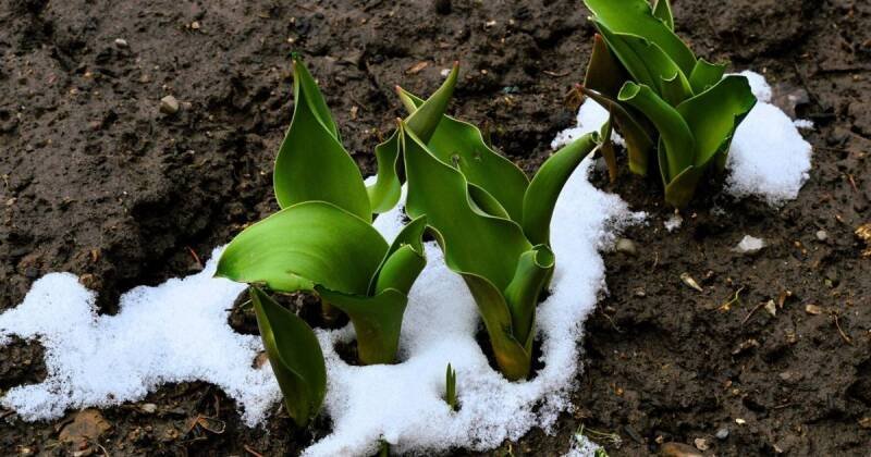 Ontario Spring 2026: Old Farmer's Almanac Forecast and What It Means