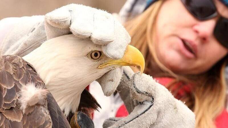 Iowa's Volunteer Bird Rescuers: A Hidden Network Saving Wildlife