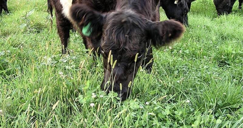 Beef Cattle Market Forecast: Positive Outlook for 2026 and Beyond