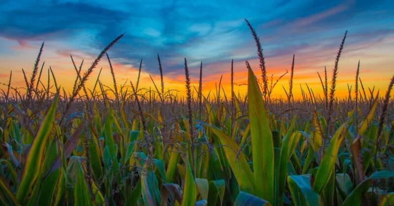 Illinois Farmers Rely on H-2A Visa Program to Solve Labor Shortages