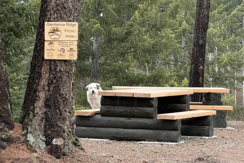 Abandoned Dogs in North Thompson: A Growing Crisis and What You Can Do