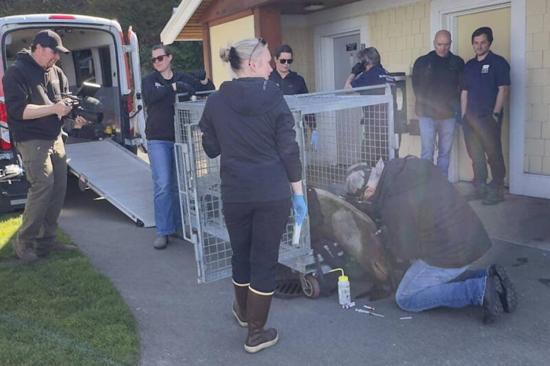 Sea Lion Rescue: Understanding the Challenges and Future of Marine Animal Care