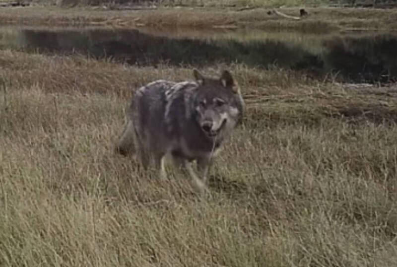 Wolf Attack in Ucluelet: Dog Killed, Pet Owners Warned