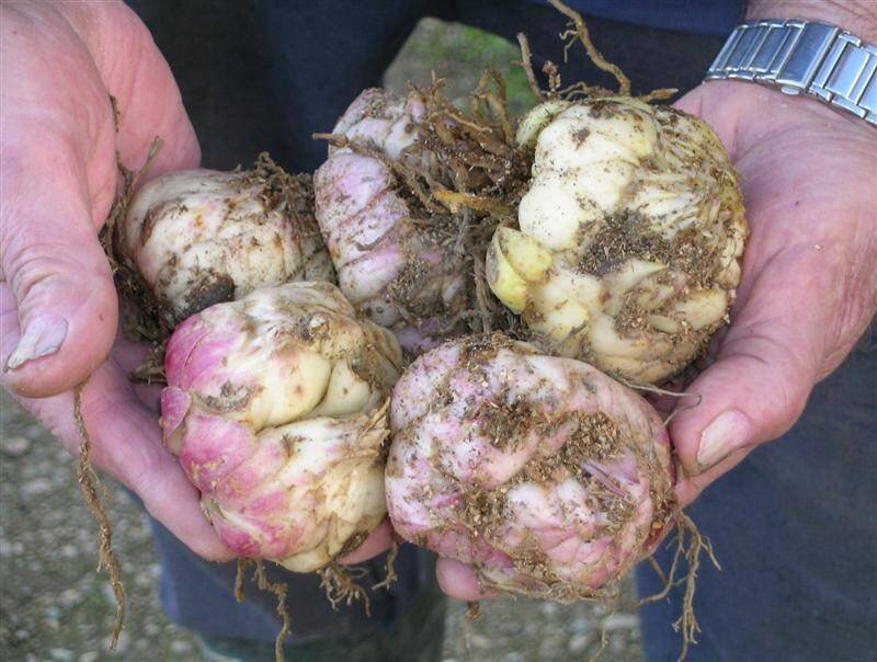 Gardening Tips This Week: What to Plant and How to Care for Your Garden