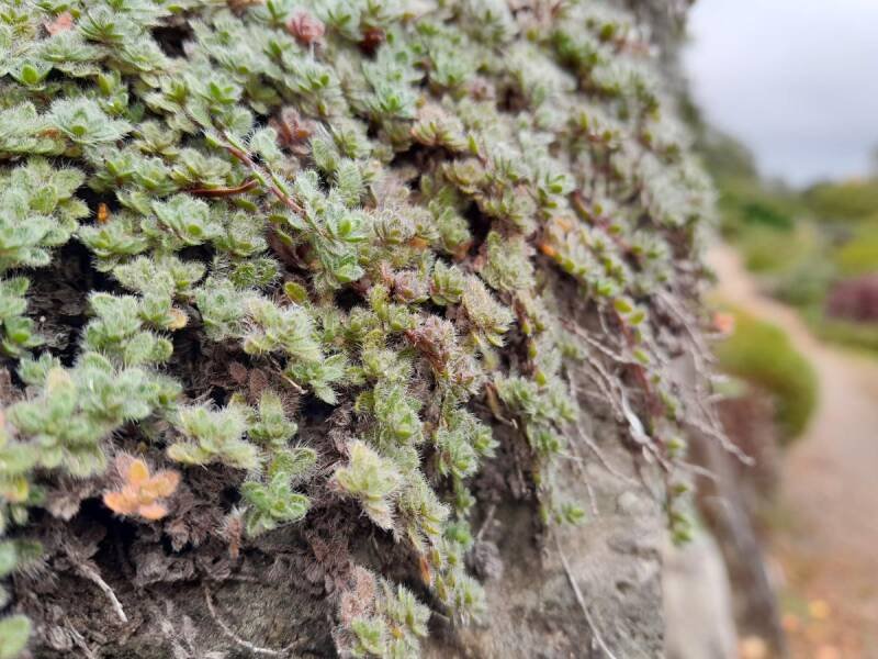 Dunedin Botanic Garden's "Plants that Persevere" Trail: Exploring Plant Extremists