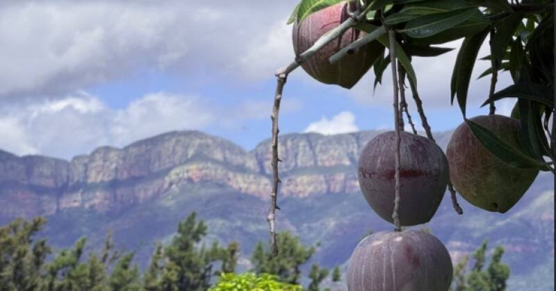 Local Fruit Breeder Aims to Dominate Mango Market