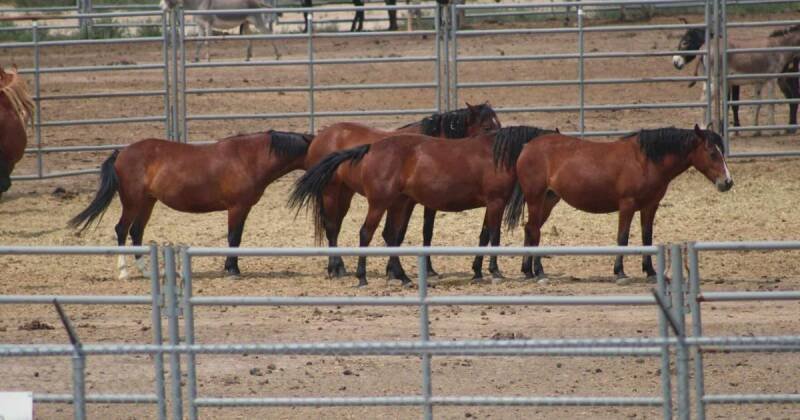 Mustang Protection: Why Wild Horse Advocacy Matters Now