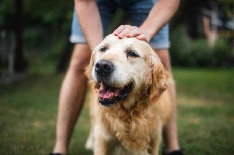 Dog's Hilarious Reaction to Favorite Word: A Must-See Moment
