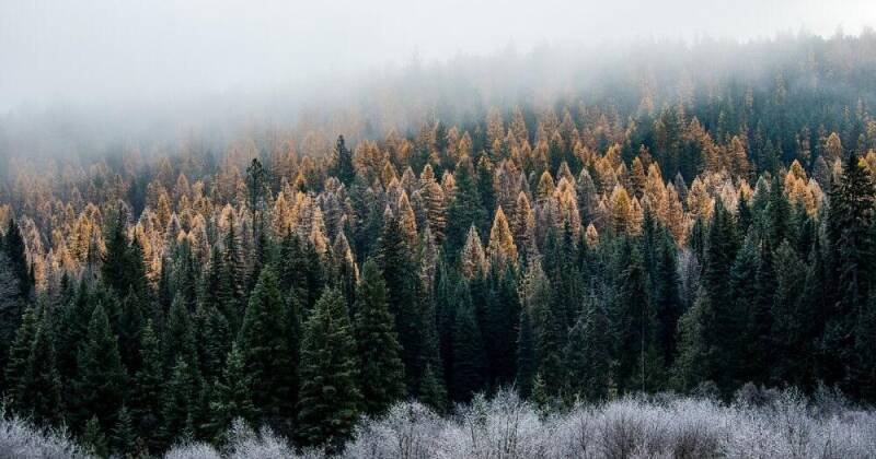 Forest Service Lab Closures in Washington: What It Means for Research and the Environment