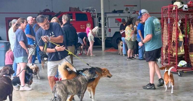 Rabies Vaccination Drive Protects Pets in Kerr County: Why It Matters