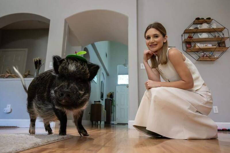 Potbelly Pig Reunites Parents, Breaks World Record: A Heartwarming Tale