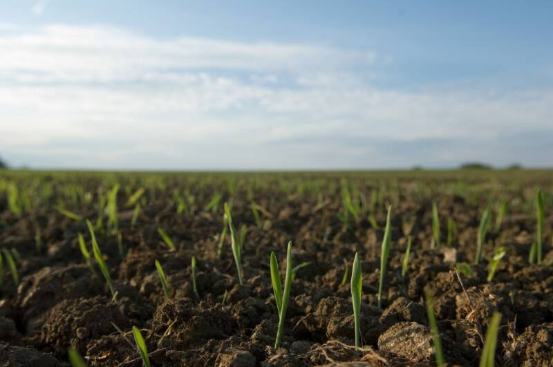 Human Waste as Fertilizer: A Shocking But Sustainable Solution for Crops