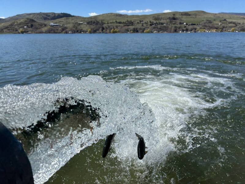 Okanagan and Kamloops Lakes Get Spring Fishing Boost: What Anglers Need to Know