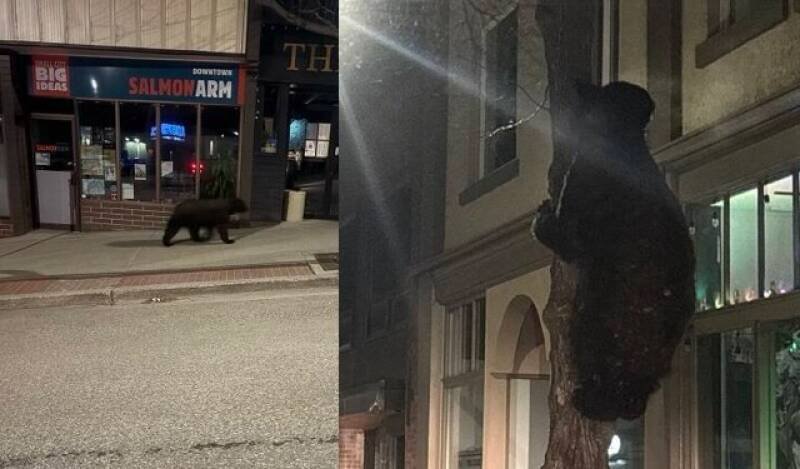 Black Bear Spotted in Downtown Salmon Arm: What It Means