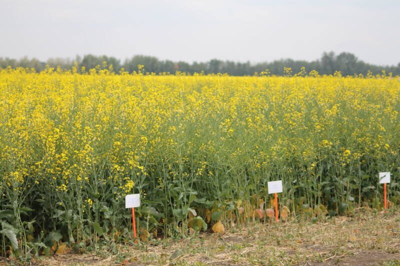 Westlock Terminals & GRO Partner for Ag Research: Impact on Farmers