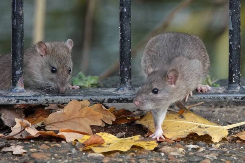 How to Get Rid of Rats in Your Garden: Simple Steps