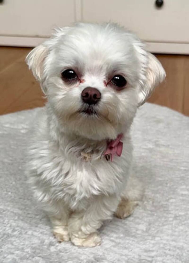 How a Maltese Dog Named Hawaii Brings Joy Across Continents