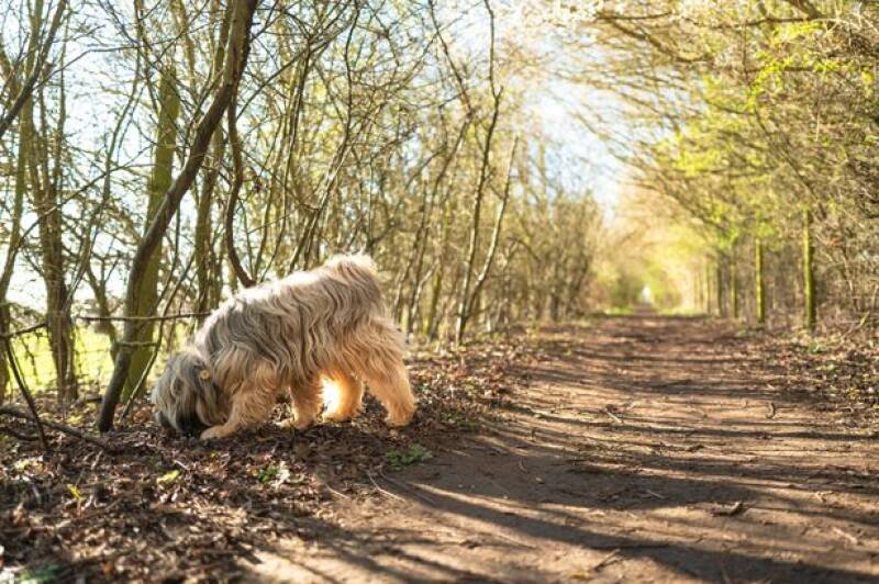 Dog Owners Beware: New UK Law Extends Leash Rules to Roads and Paths