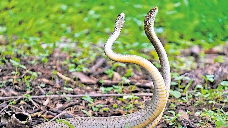 World's First Snake Census: What It Means and Why It Matters