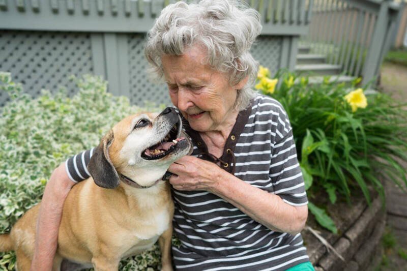 ElderDog Celebrates Volunteer Surge: How It Impacts Seniors & Pet Welfare